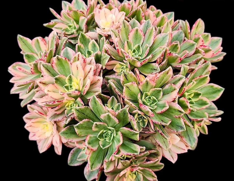 May include: Close-up of a succulent plant with green, pink, and cream-colored leaves. The leaves have a variegated pattern with red edges. The plant is set against a black background, highlighting its vibrant colors and textures. The succulent is a cluster of small, tightly packed rosettes.