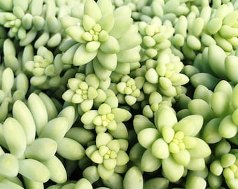 3 Sedum morganianum / donkey tail / burro's tail Succulent Cuttings