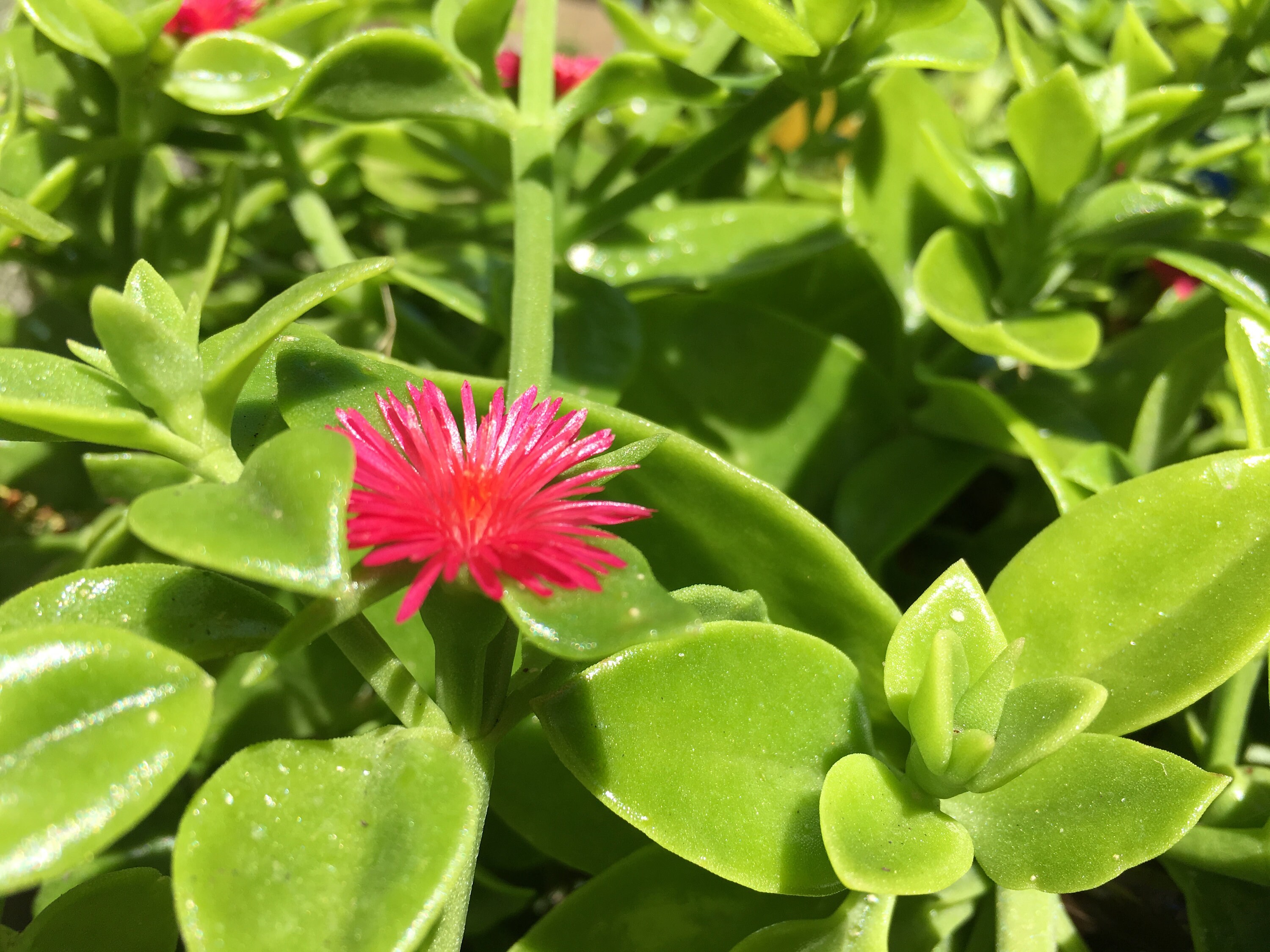 Aptenia red apple plant