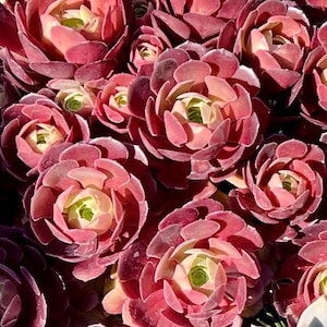 May include: Close-up of a cluster of succulent plants. The plants have tightly packed, rosette-shaped leaves in shades of deep burgundy and pink. The centers of the rosettes are a lighter green and yellow. The image is well-lit, highlighting the texture and color of the plants.
