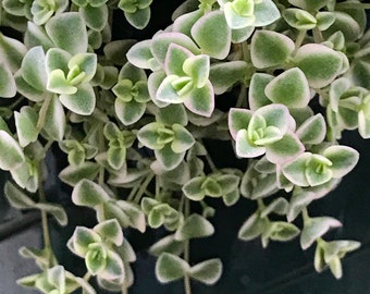 Sedum Little Missy