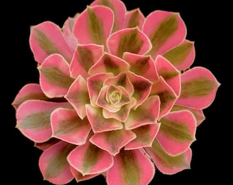Aeonium Pink Witch Rooted Available!