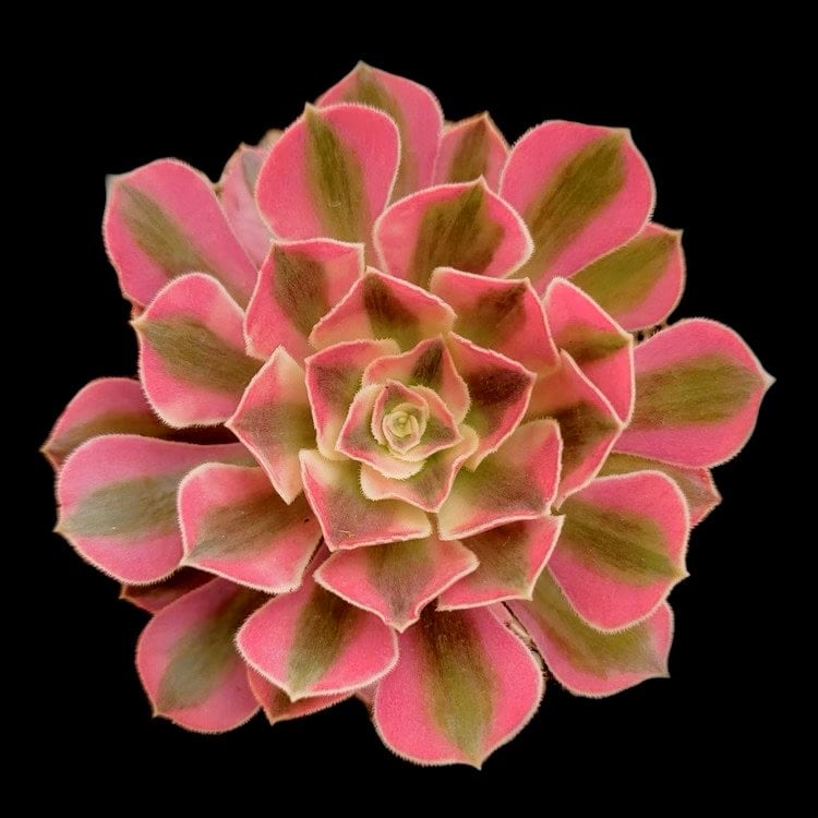 Aeonium Princess - Etsy