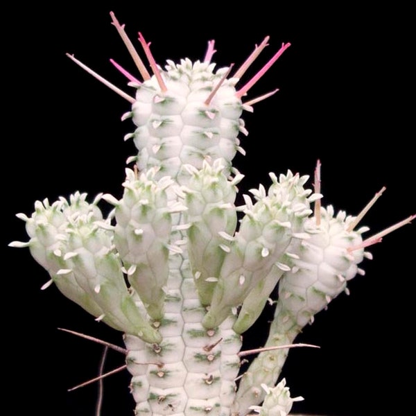 Euphorbia Mammillaris Variegated