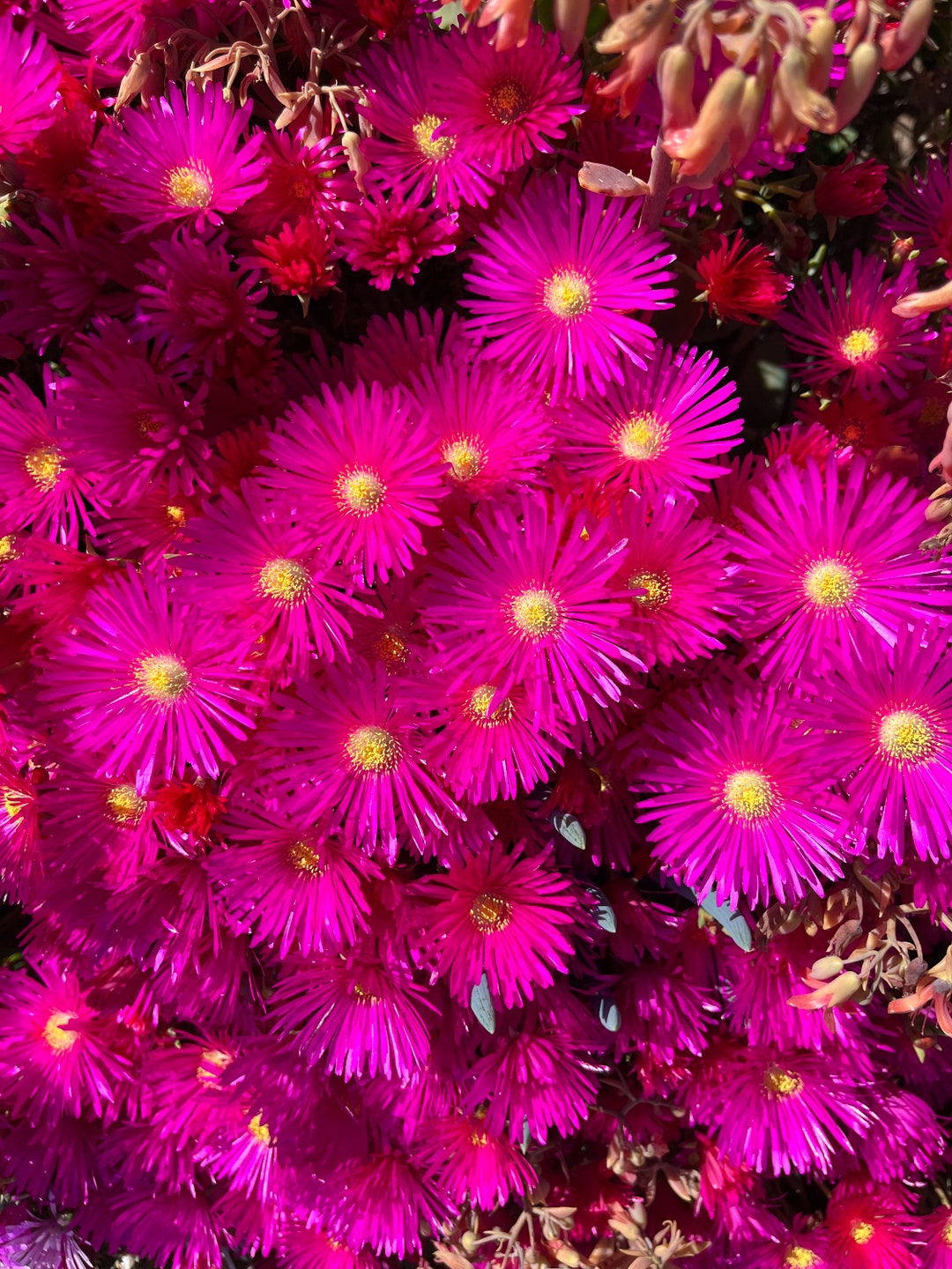 Pink / Purple / Lavender Ice Plant / Ground Cover / Container Filler Etsy