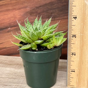 Aloe Aristata / Lace Aloe / Torch Plant / Bearded Aloe image 5