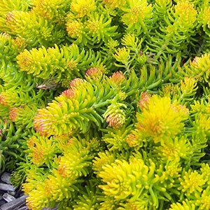 Sedum rupestre 'Angelina' / ground cover / container filler / fairy garden / miniature garden