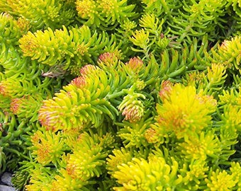 Sedum rupestre 'Angelina' / ground cover / container filler / fairy garden / miniature garden