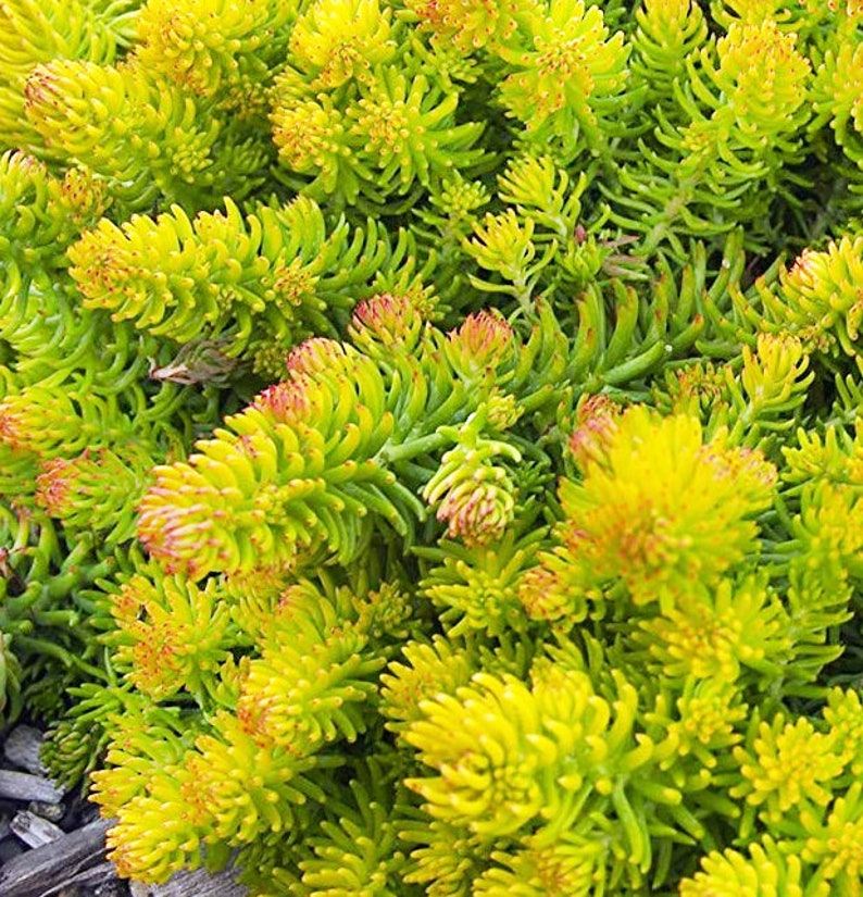 Sedum rupestre 'Angelina' / ground cover / container filler / fairy garden / miniature garden image 1