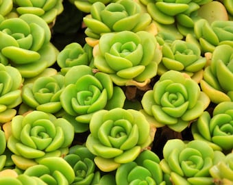 Aeonium Lily Pad