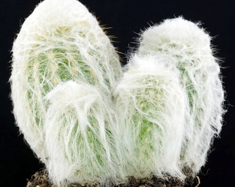 Espostoa melanostele / Peruvian Old Lady Cactus