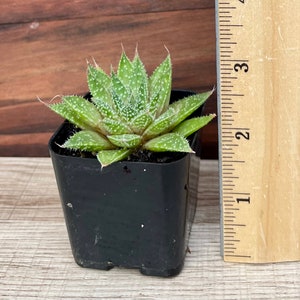 Aloe Aristata / Lace Aloe / Torch Plant / Bearded Aloe image 7