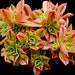 see more listings in the Aeoniums section