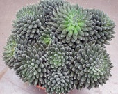 Sinocrassula yunnanensis