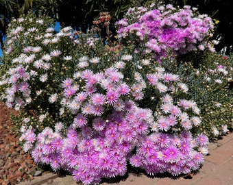 Bushy Pink Ice Plant