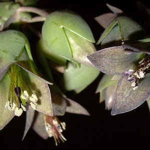 极乐鸟 Kalanchoe beauverdii