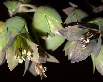 Kalanchoe beauverdii