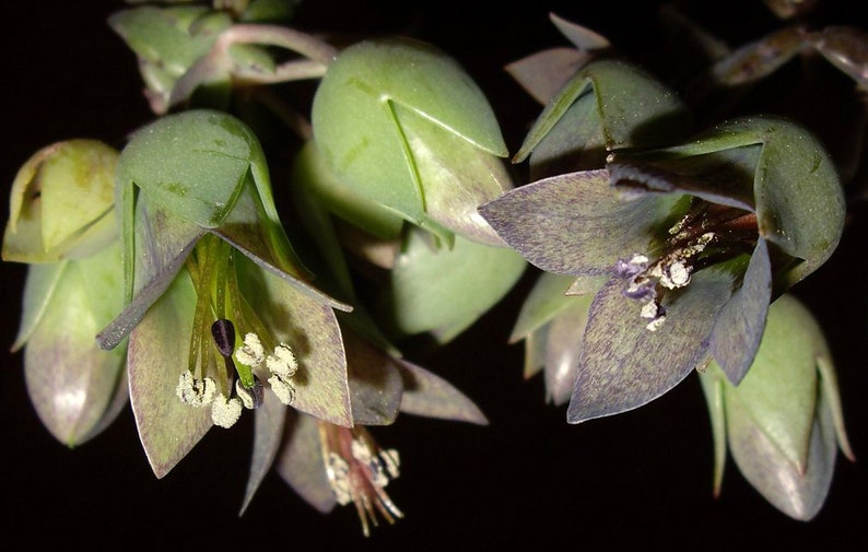 极乐鸟 Kalanchoe beauverdii