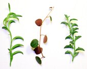 String of Dolphins String of Bananas Ruby Cascade Collection Succulent Cuttings
