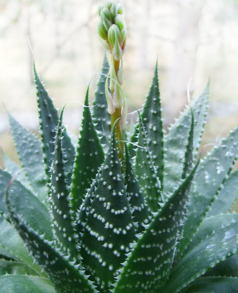 Aloe Aristata / Lace Aloe / Torch Plant / Bearded Aloe image 2