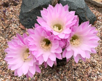 Echinobivia Rainbow Burst