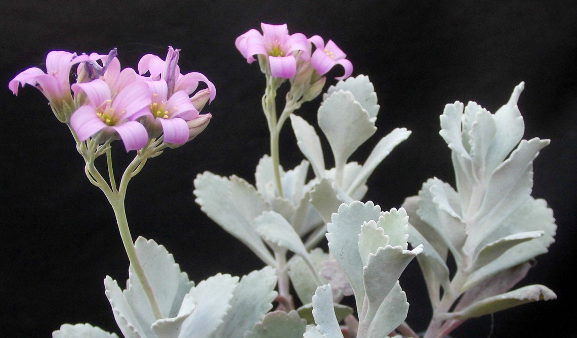Kalanchoe Pumila / Flower Dust Plant - Etsy