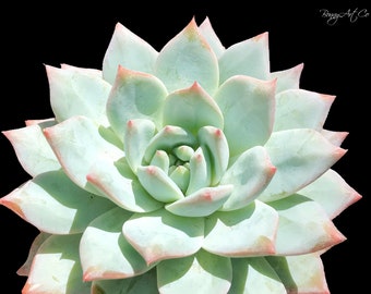 Echeveria Blue Bird