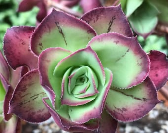 Aeonium Roscov