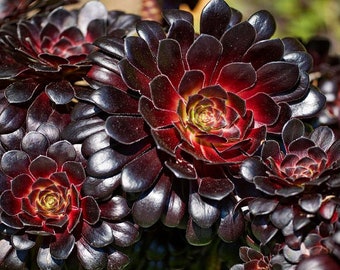 Aeonium Schwarzkopf