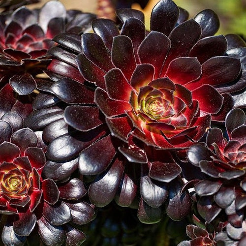 Aeonium Schwarzkopf | Etsy