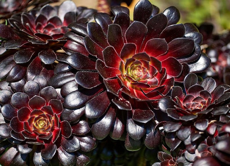 Aeonium Schwarzkopf , Aeoniu
 black rose 黑法师多肉