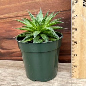 Aloe Aristata / Lace Aloe / Torch Plant / Bearded Aloe 4" rooted (no pot)