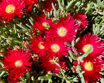 Red Ice Plant / ground cover / Delosperma / container filler