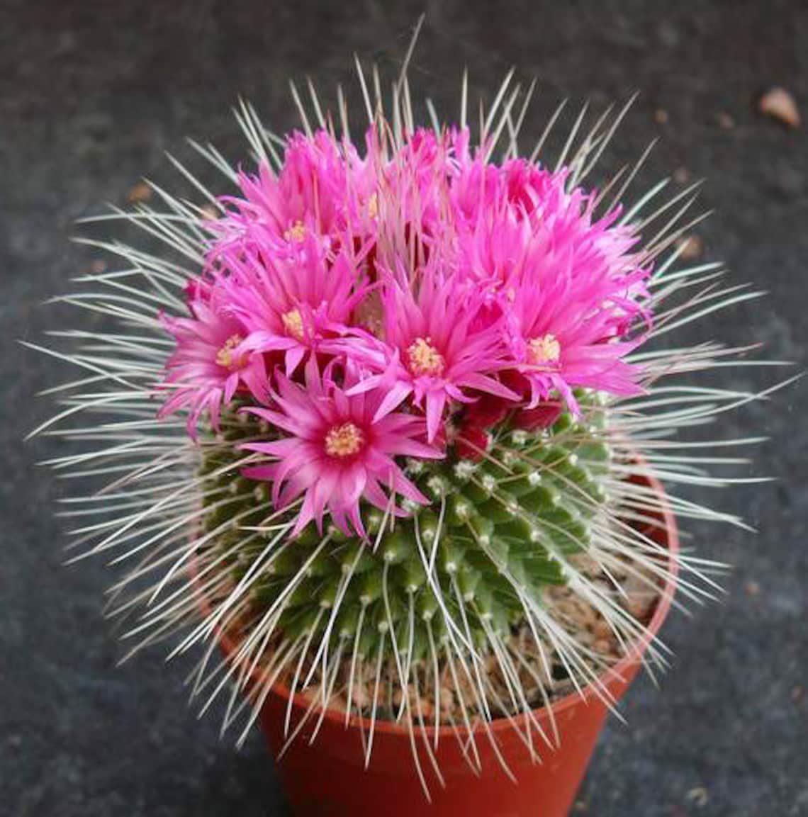 Mammillaria Spinosissima Un Pico - Etsy