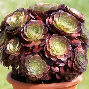 Aeonium arboreum var. atropurpureum Purple Rose image 1