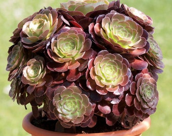 Aeonium arboreum var. atropurpureum "Purple Rose"