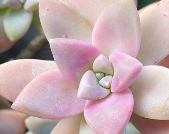 Graptopetalum paraguayense 'Peach'