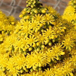 May include: A close-up of a cluster of bright yellow flowers. The flowers are arranged in a pyramid shape and have a delicate, star-like appearance.