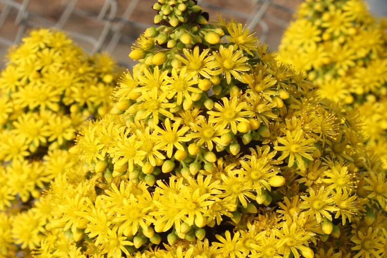 May include: A close-up of a cluster of bright yellow flowers. The flowers are arranged in a pyramid shape and have a delicate, star-like appearance.