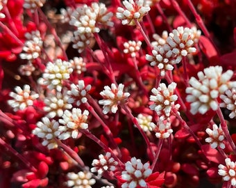 Crassula pubescens ssp. radicans Toelken