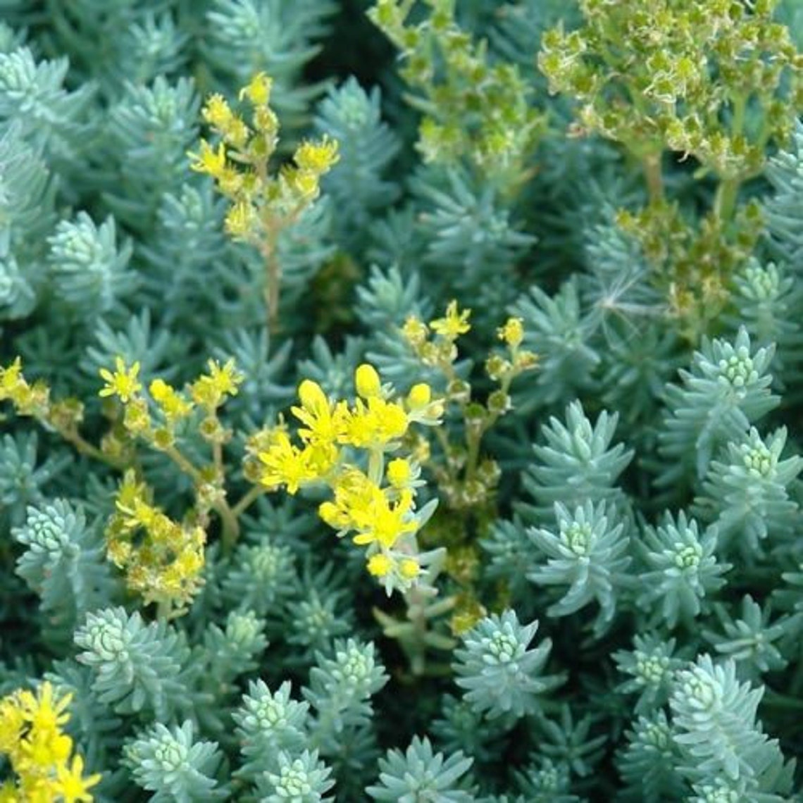 Sedum 'blue Spruce' / Stonecrop / Ground Cover / Etsy