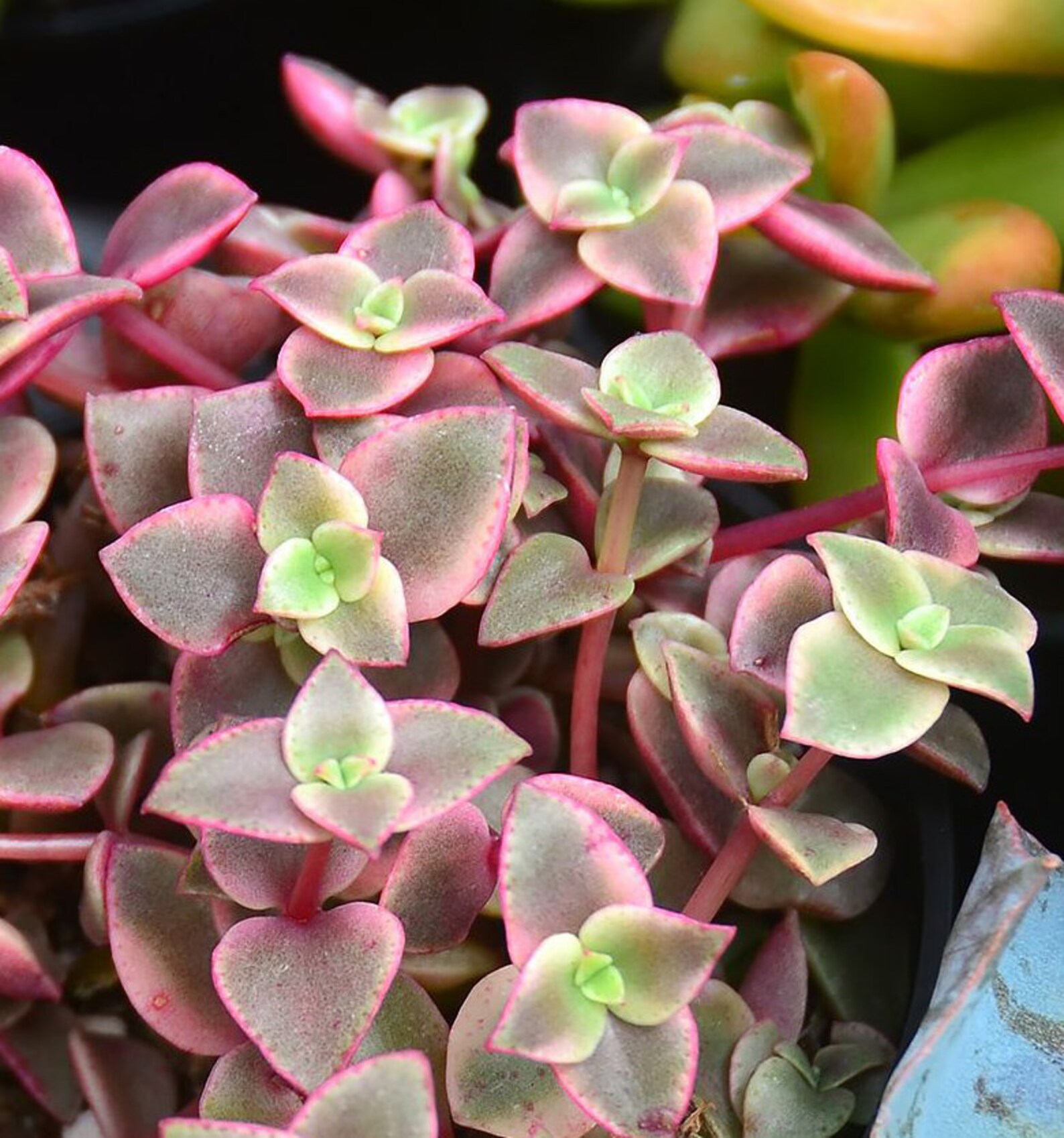 Crassula marginalis rubra / Calico Kitten | Etsy