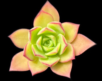 Aeonium haworthii