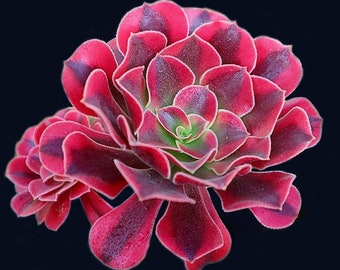 Aeonium Medusa