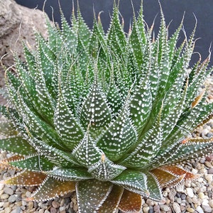 Aloe Aristata / Lace Aloe / Torch Plant / Bearded Aloe image 1