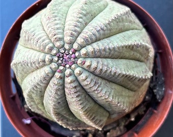 Euphorbia Obesa Hybrid