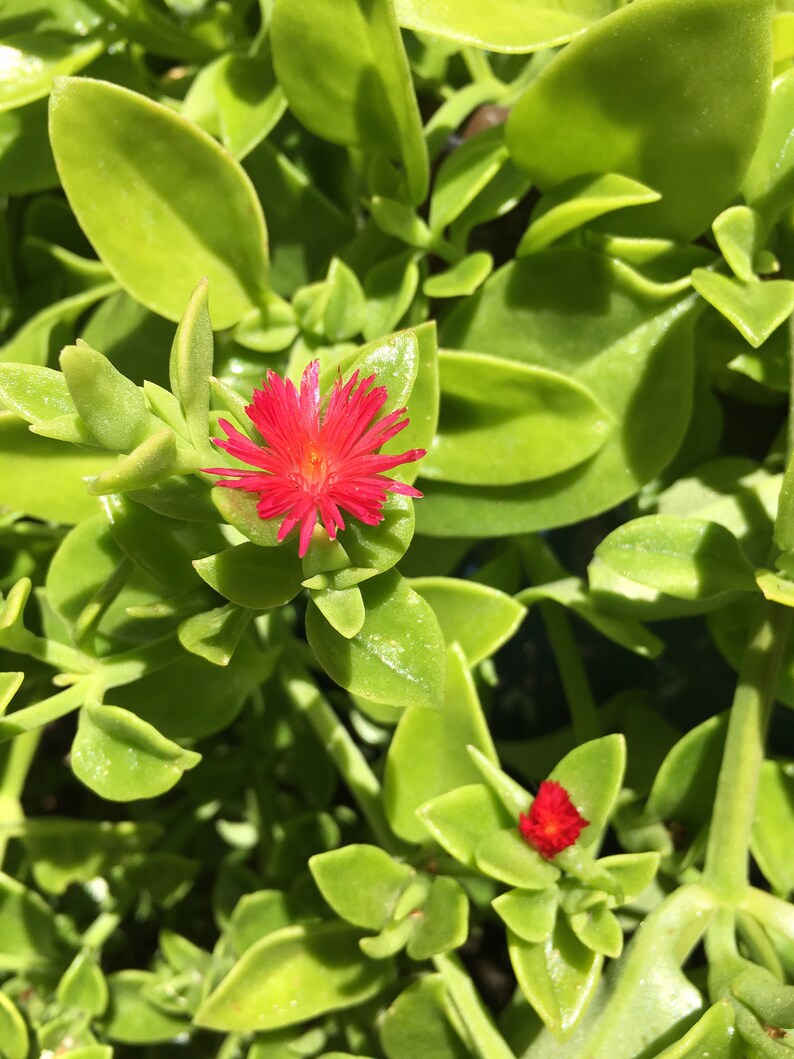 Aptenia Cordifolia Red Apple ice plant / ground Etsy
