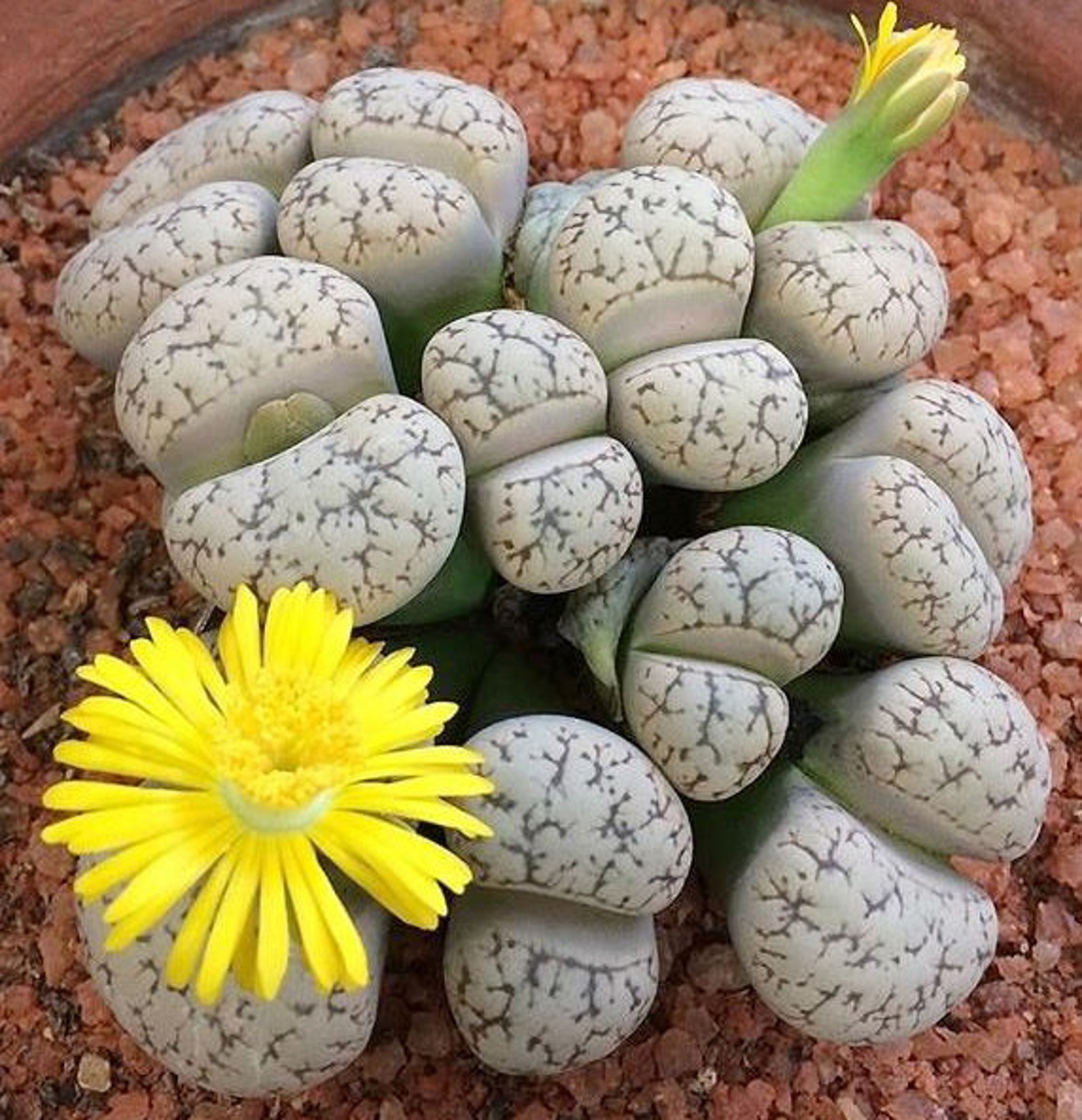 Lithops Stone Faces / Living Stones / Mimicry Plant Etsy España