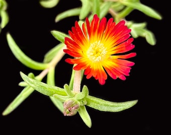 Bi-color Ice Plant