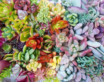 May include: A vibrant assortment of succulents in various colors, including green, red, yellow, and purple. The arrangement showcases a diverse collection of textures and shapes, creating a visually appealing display of natural beauty. Ideal for home decor or gardening.
